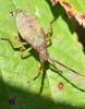 Gonocerus sp.